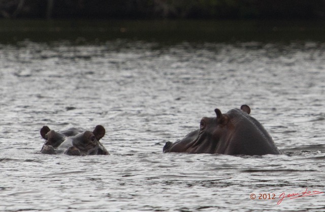 206 LOANGO Inyoungou Lagune Ngove Hippopotame Hippopotamus amphibius 12E5K2IMG_79448awtmk.jpg